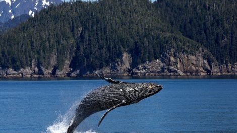 Scientists Hope to Understand Sperm Whales With the Use of AI