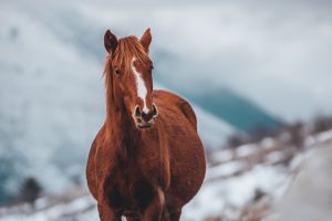 best horses names