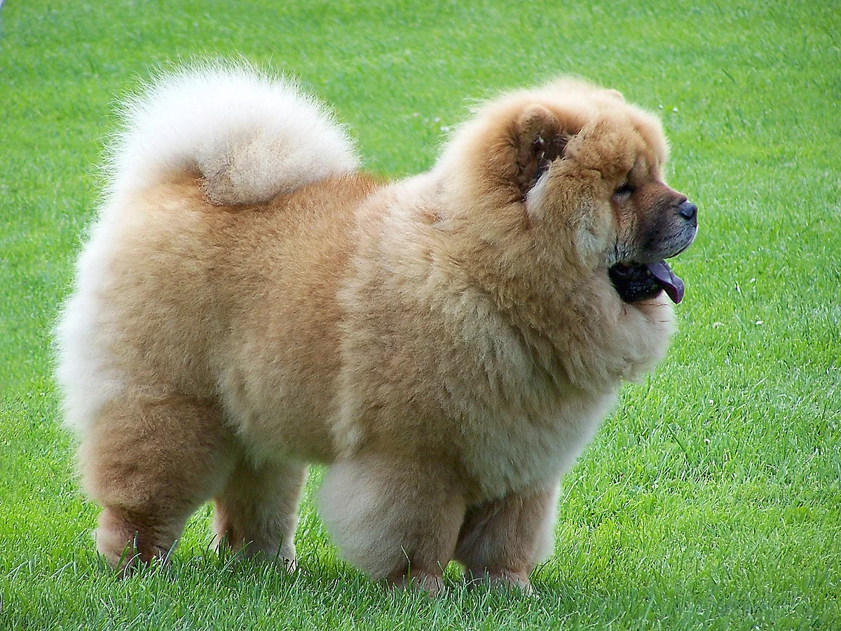 Chow-chow