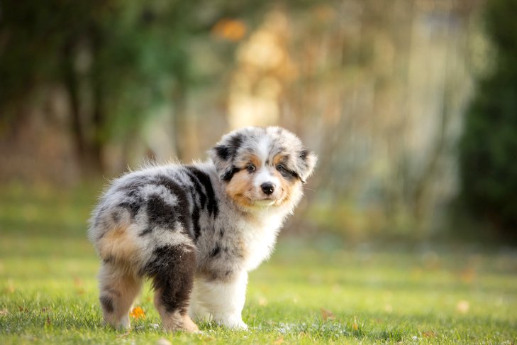 Australian Shepherd