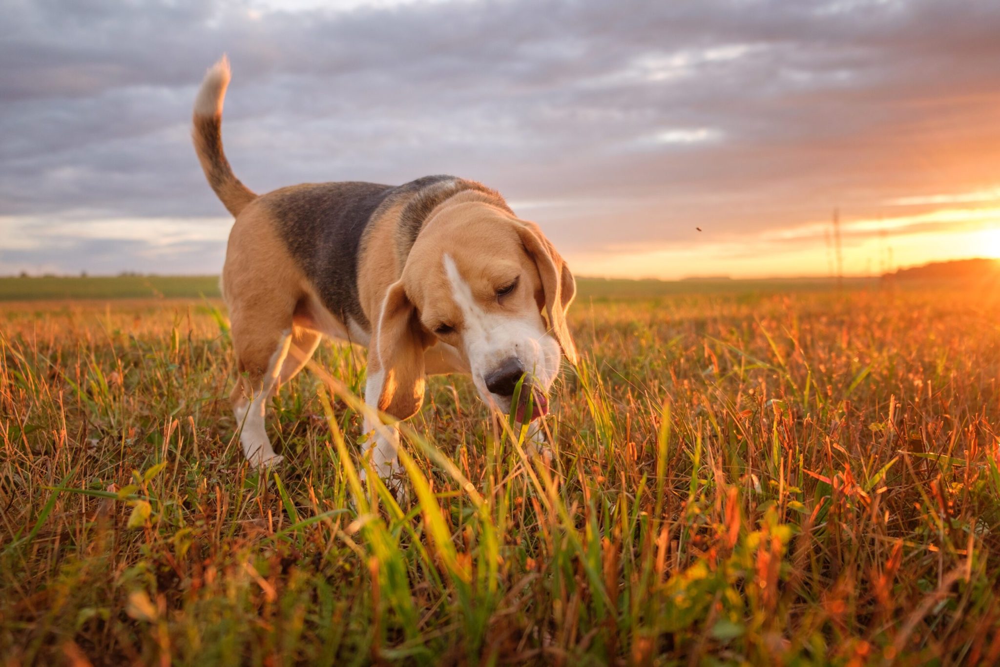 why-does-dog-eat-grass-and-vomit-web-splashers