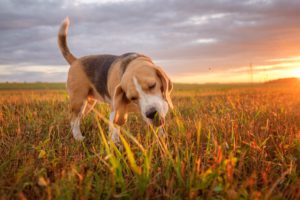 why does dog eat grass and vomit