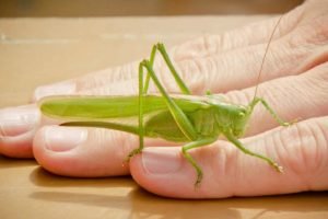 Spiritual Meaning Of The Grasshopper