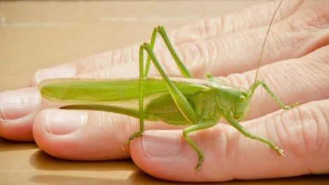 Spiritual Meaning Of The Grasshopper