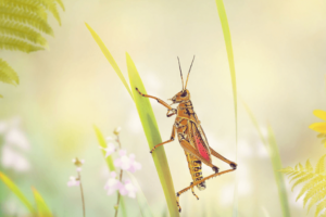 What Does A Grasshopper Mean Spiritually