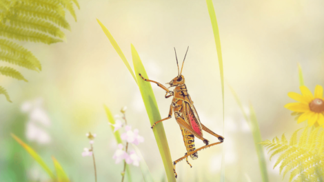 What Does A Grasshopper Mean Spiritually