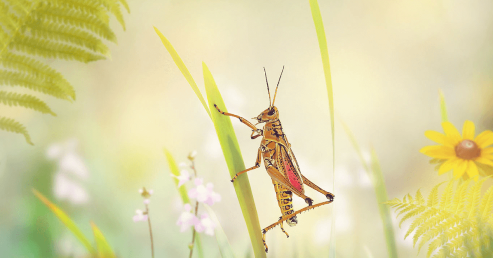 What Does A Grasshopper Mean Spiritually