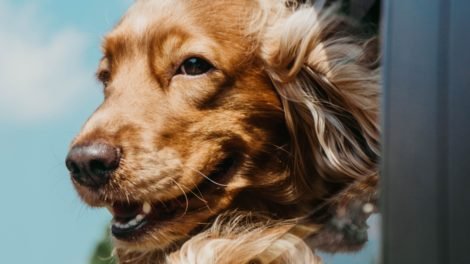 When Fido Can't Hold It: A Guide to Coping with Urinary Incontinence in Dogs