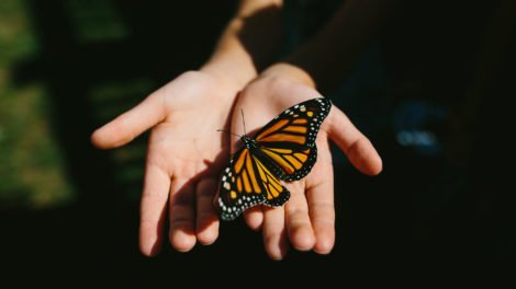 spiritual meaning of a monarch butterfly