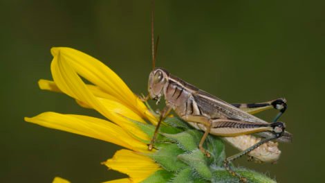 What Does It Mean When You See a Grasshopper?