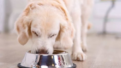 Promoting Portion Control: How Pet Tableware Affects Pet Eating Habits