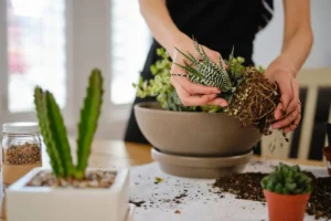 how to grow succulents indoors