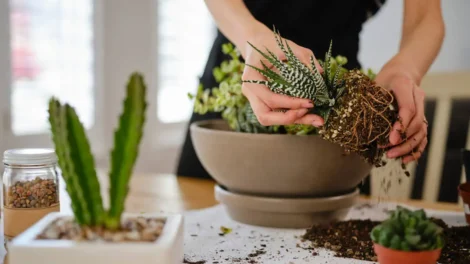 how to grow succulents indoors