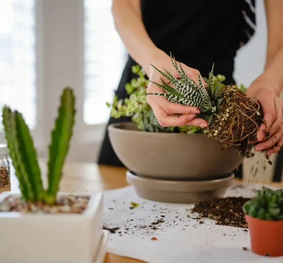 how to grow succulents indoors