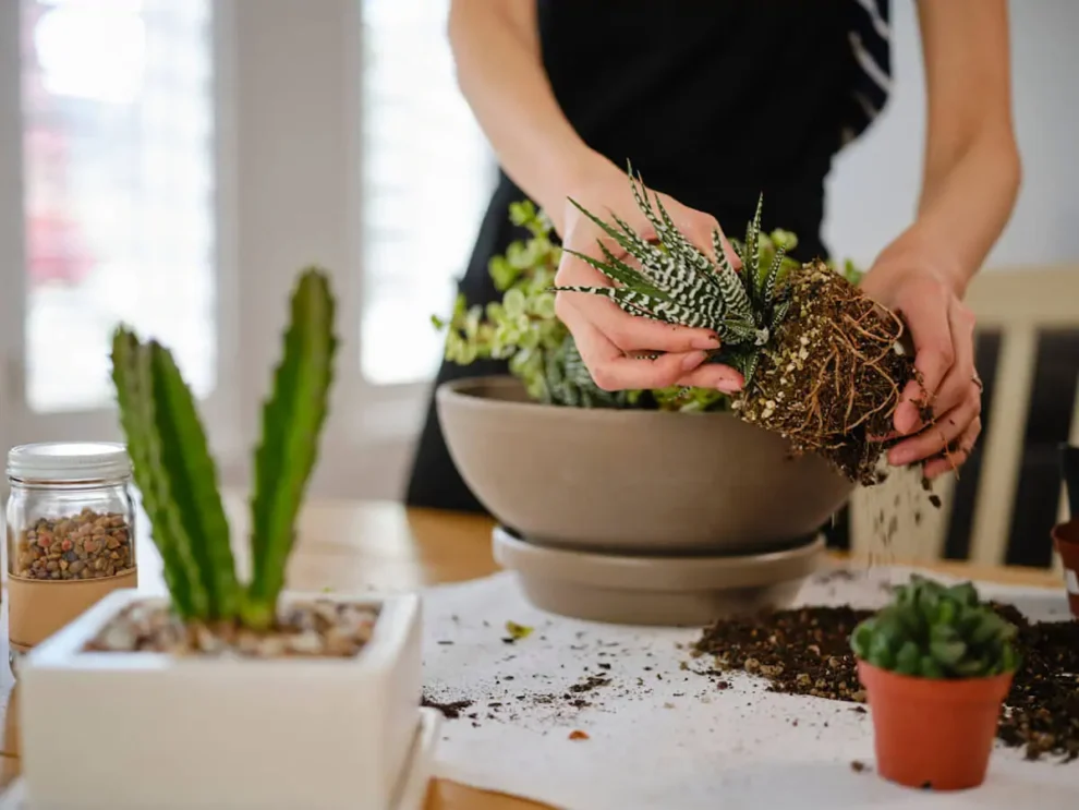 how to grow succulents indoors