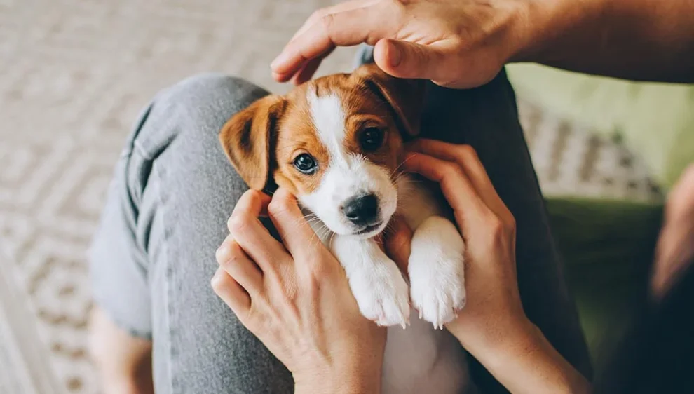 cute dog names for female dogs