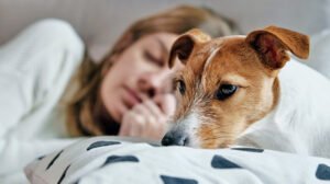 Short Messages For My Dog Who Passed Away
