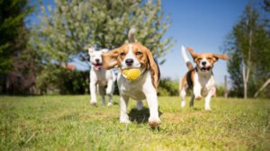 Top 100 unique male dog names